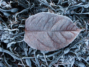 A leaf covered in frost lying in a patch of shade made a cool picture....