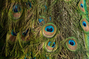 A close encounter with a peacock, in itslef fairly impressive (in colour)...