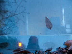 ...the resting place of a fallen leaf, separated from its brethern....