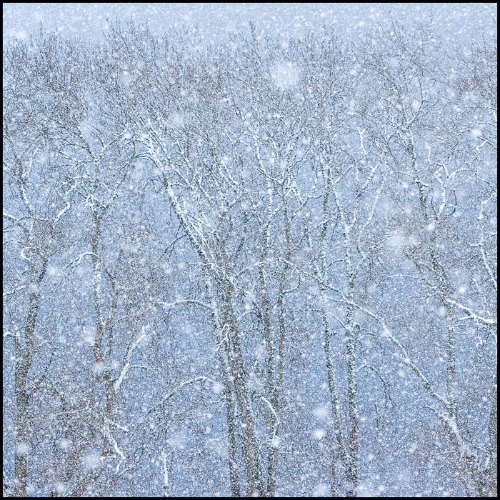 Blizzard over woodland © John MacPherson