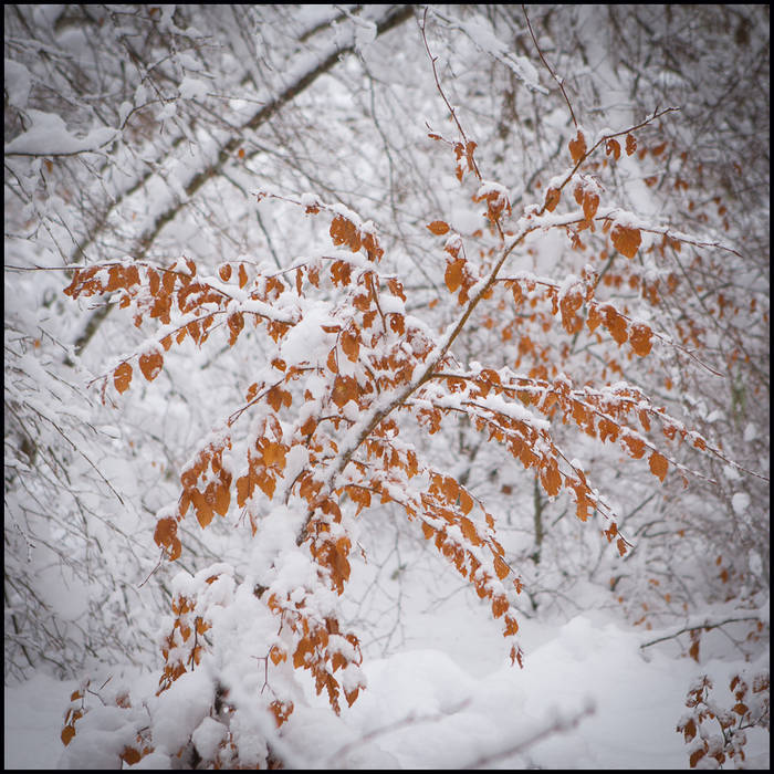 The subtle colours of a winter woodland © John MacPherson