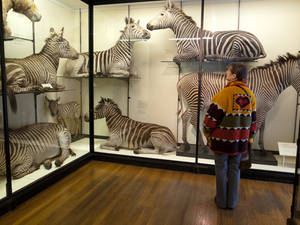 A wander through the Natural History Museum...