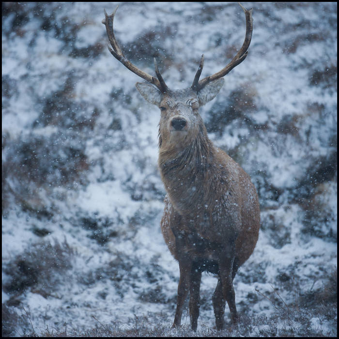 Stag in blizzard © John MacPherson