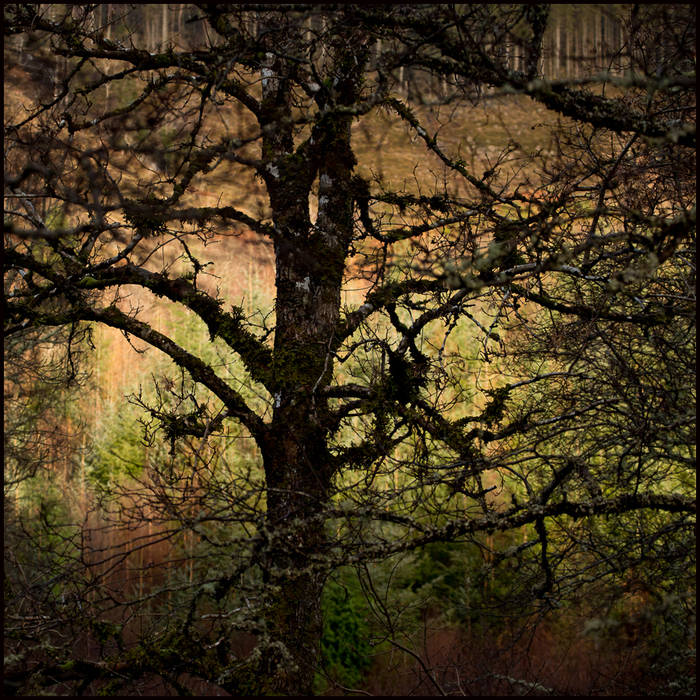 Woodland near Loch Arkaig © John MacPherson