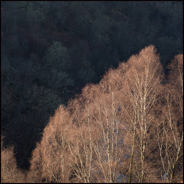 Winter birches near Loch Arkaig © John MacPherson