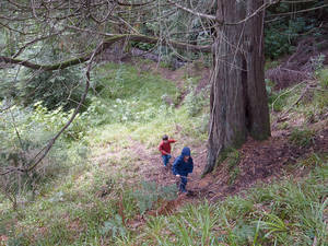 Take two small boys for a walk in the woods...