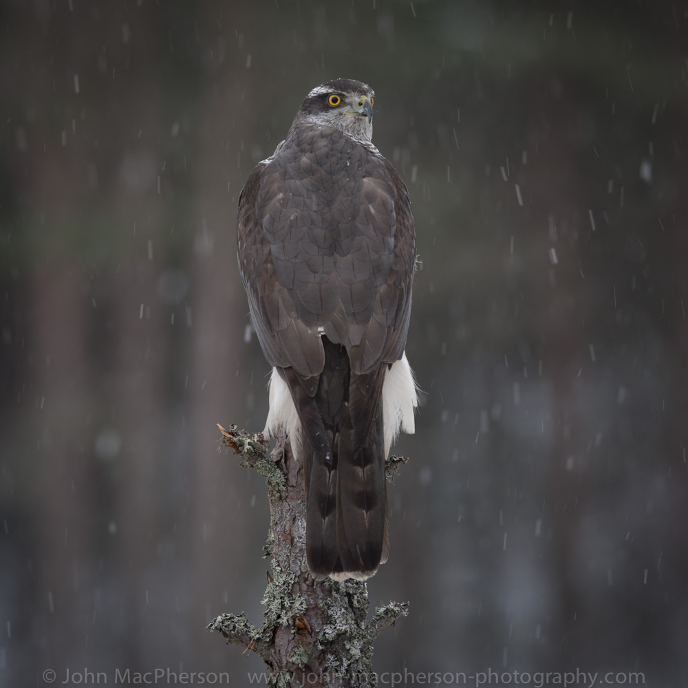 Image © John MacPherson