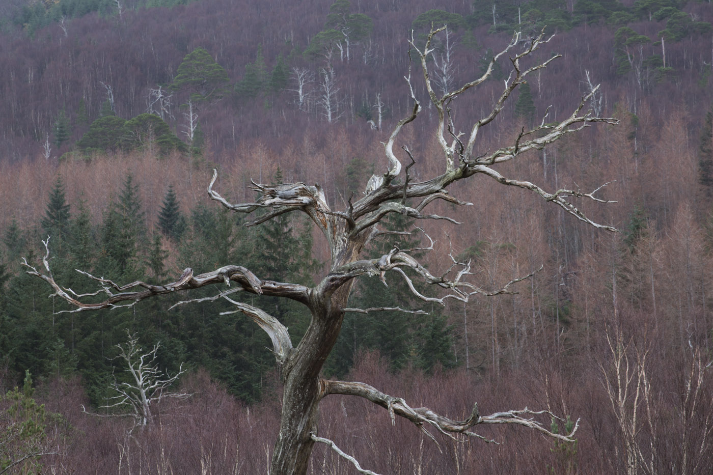 View into East Block woodland from Invermallie, Loch Arkaig © John MacPherson