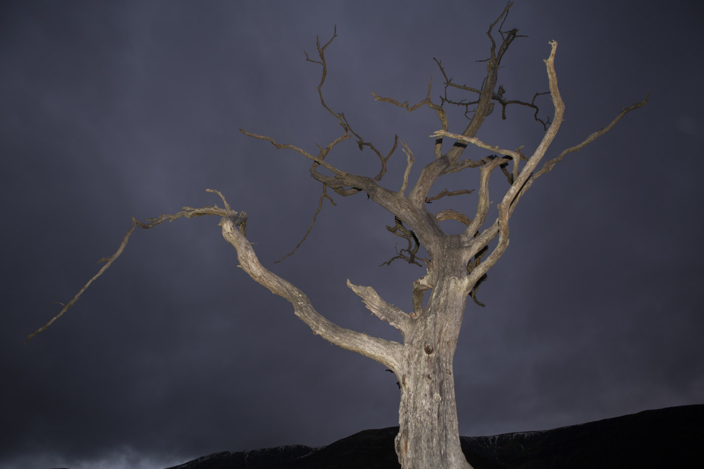 Fire-damaged pine in twilight, East Block woodland, Invermallie, Loch Arkaig © John MacPherson