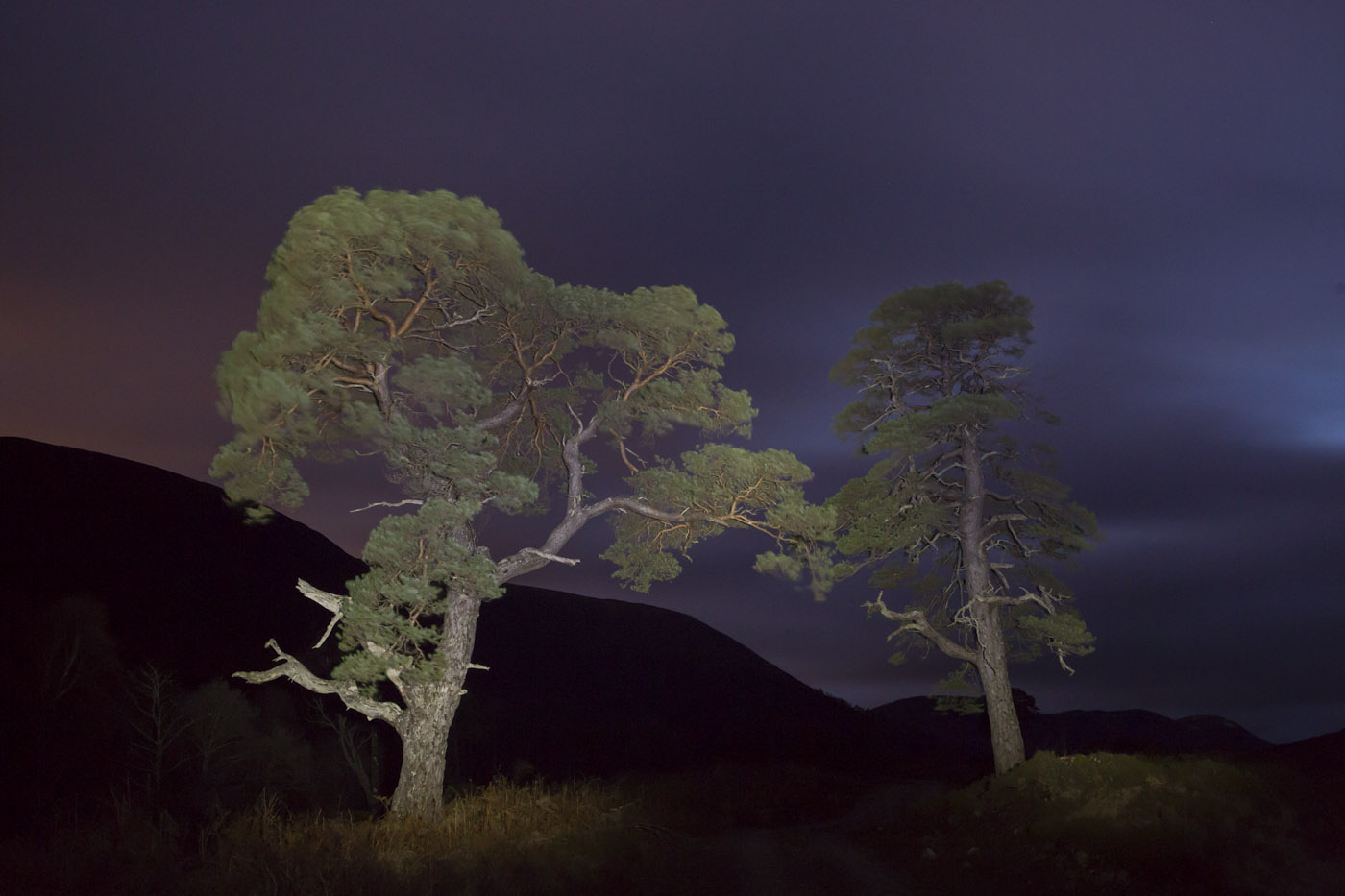 Spotlit pines in twilight, Invermallie, Loch Arkaig © John MacPherson