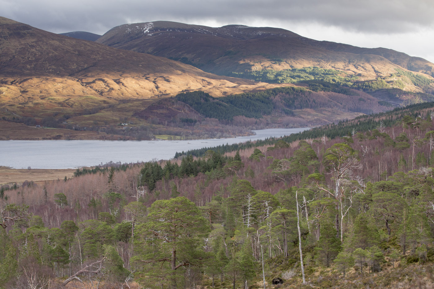View north-east across Loch Arkaig from upper slope of Beinn Bhan (across East Block woodland). © John MacPherson