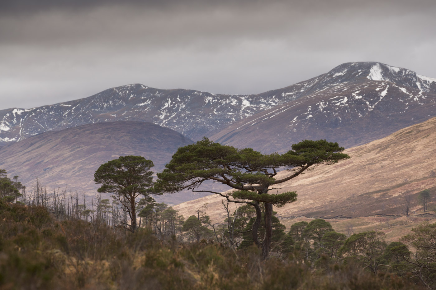 View west across Glen Mallie from upper slope of Beinn Bhan (across East Block woodland) © John MacPherson