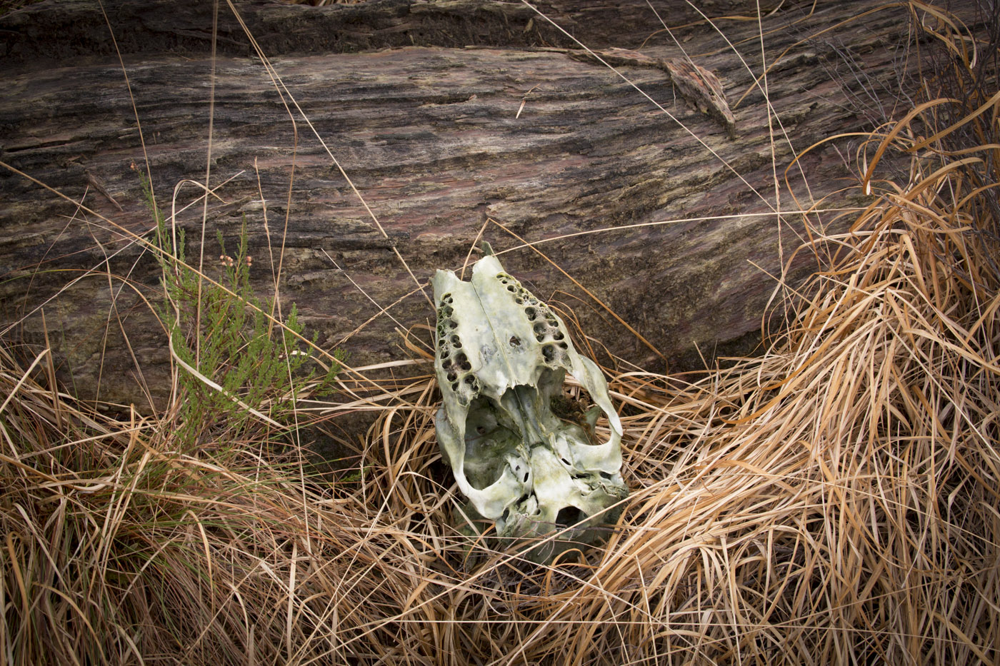 Deer skull on upper slope of Beinn Bhan (across East Block woodland) Loch Arkaig © John MacPherson