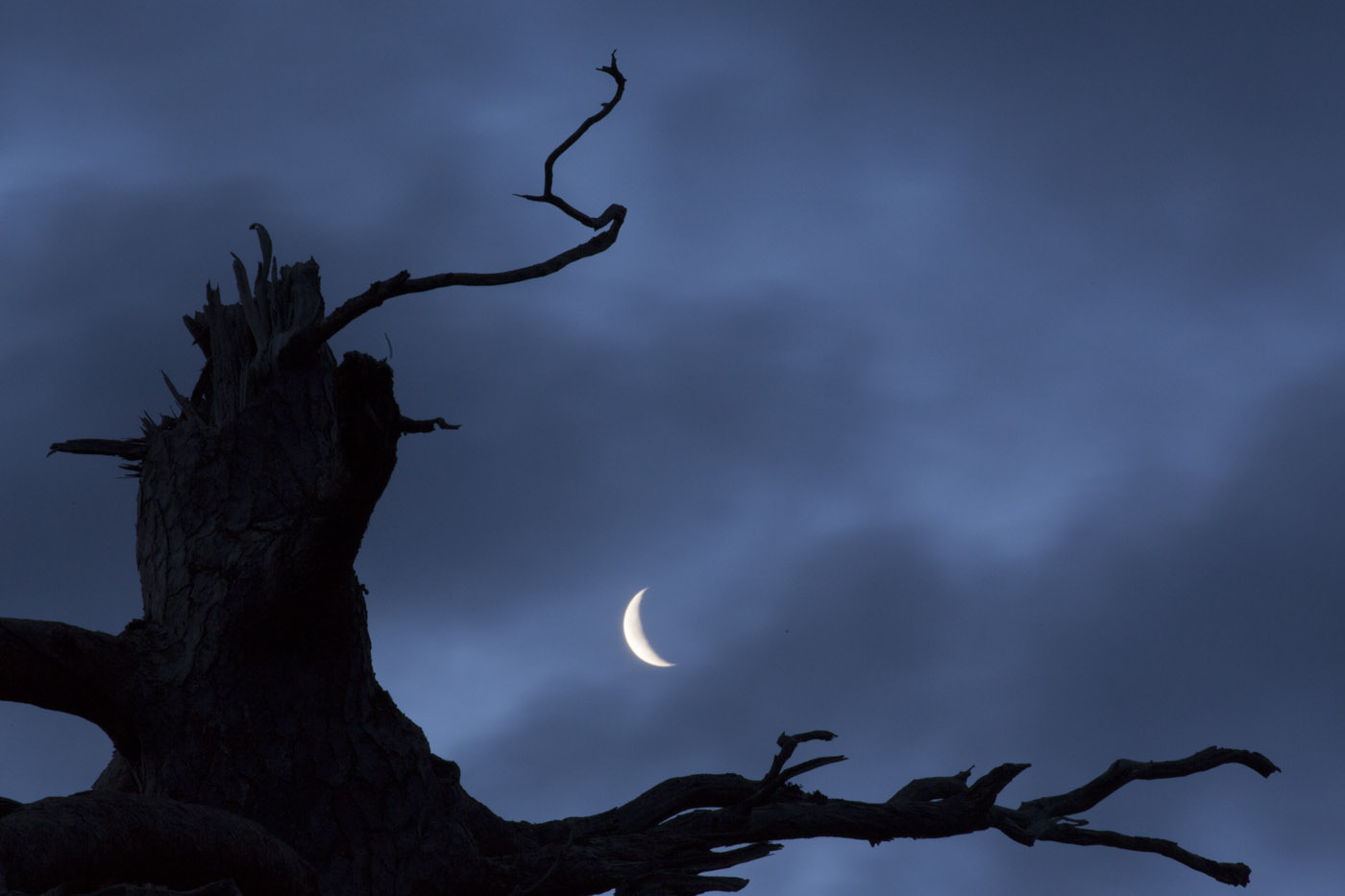 Moon and Caledonian pine © John MacPherson