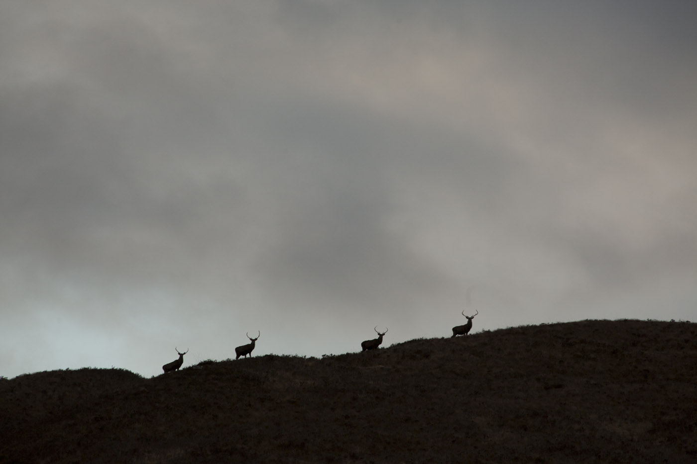 Red deer stags in upper Glen Mallie © John MacPherson