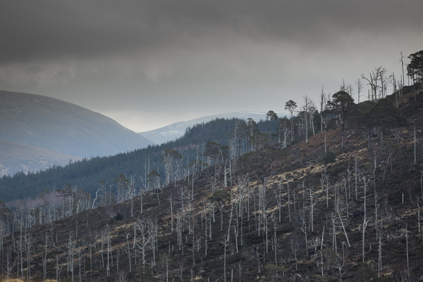 View east towards East Block woodland from upper Glen Mallie, with fire-damaged pines in foreground. © John MacPherson