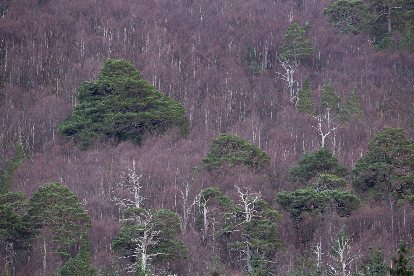 East Block woodland from Invermallie, with Beinn Bhan behind, Loch Arkaig