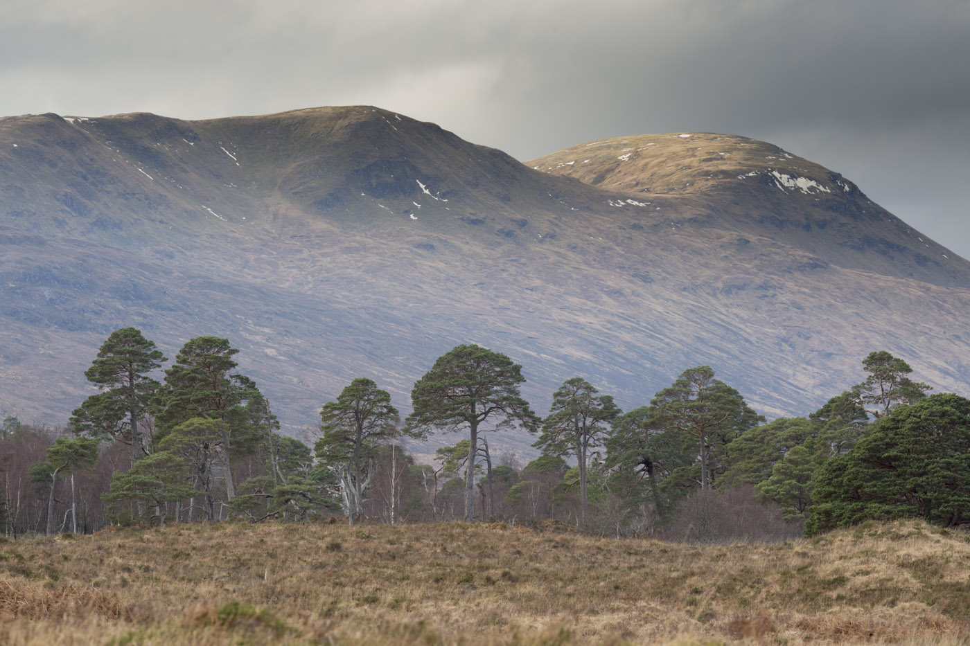 Looking west into Glen Mallie over lower section of East Block woodland, from Invermallie © John MacPherson