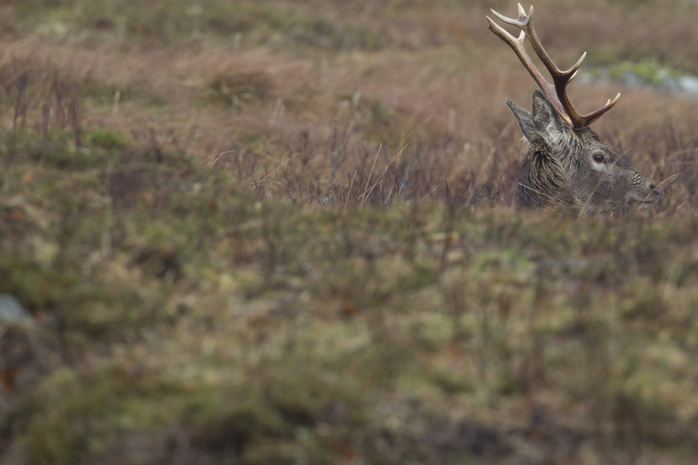 Red deer stags beside Loch Arkaig © John MacPherson